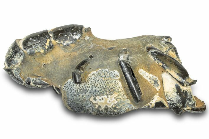 Fossil Mud Lobster (Thalassina) - Gunn Poin, Australia #307722